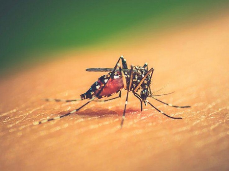 Read more about the article Descubren que los mosquitos tienen colores favoritos para picar: cuáles son