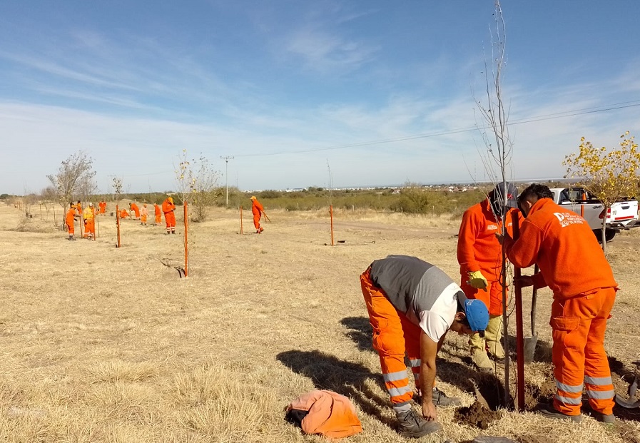 Read more about the article La red de alianzas estratégicas para la forestación suma 4.700 árboles ya plantados