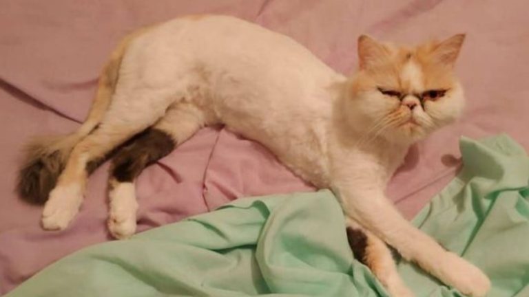 Lee más sobre el artículo “No la vi”: su gata sobrevivió 46 minutos en el lavarropas