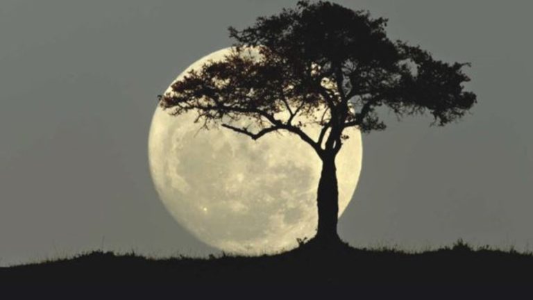 Lee más sobre el artículo Cuándo y dónde se podrá ver la última Superluna del año