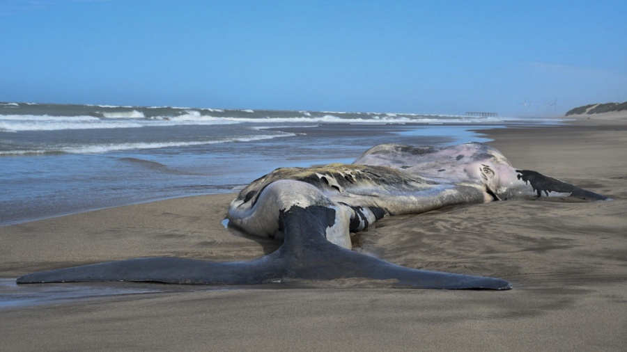 You are currently viewing Siguen apareciendo ballenas muertas en Península de Valdés