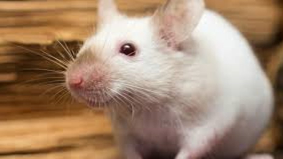 Read more about the article La ANMAT prohibió una harina porque encontraron heces de roedores en la fábrica