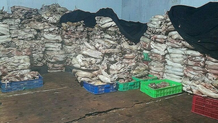 Lee más sobre el artículo Hallan 2.000 gatos muertos destinados a la medicina tradicional