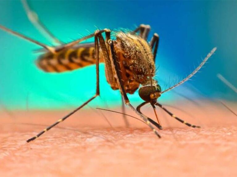 Read more about the article Se detectaron cuatro casos de dengue