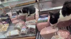 Read more about the article Grabaron a un gato comiendo jamón en la vidriera de una fiambrería y clausuraron el local