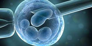 Read more about the article Científicos cultivan un embrión humano sin usar esperma ni óvulo