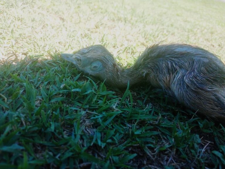 Lee más sobre el artículo Abandonaron a 10 polluelos de ñandú en Villa Mercedes