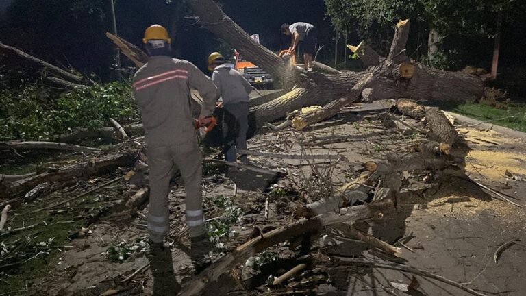 Lee más sobre el artículo Operativo de emergencia por árboles caídos tras fuertes vientos en la ciudad