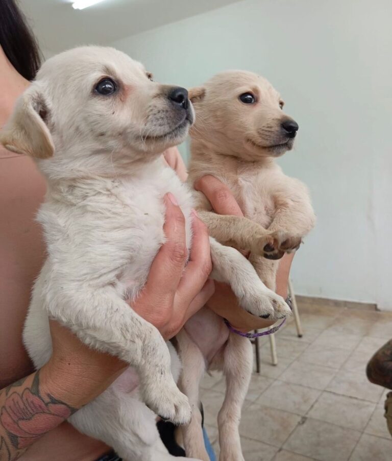 Lee más sobre el artículo Estos animales te esperan: adopta y cambia sus vidas para siempre