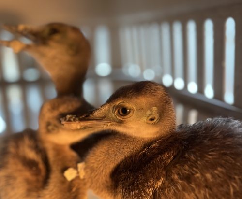 Lee más sobre el artículo Tres crías de ñandú se recuperan en el Centro de Conservación de Vida Silvestre