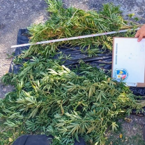 Lee más sobre el artículo San Luis: detienen a un joven que merodeaba por los techos y tenía plantas de marihuana en su poder