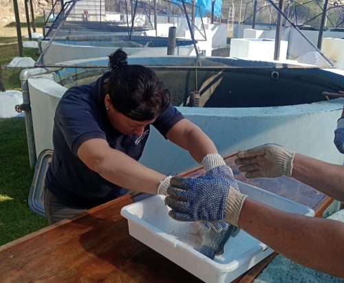 Lee más sobre el artículo Monitorean el crecimiento de truchas arcoíris en la Estación de Piscicultura de Río Grande