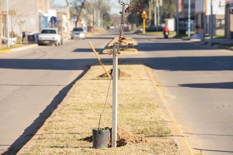 Lee más sobre el artículo Comenzaron las plantaciones de Prunus y Crespones en el bulevar de calle Maipú