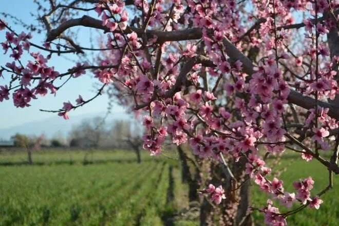 Lee más sobre el artículo La primavera comienza este martes: a qué hora será el equinoccio en Argentina