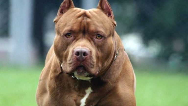 Lee más sobre el artículo Un pitbull atacó y mató a un niño de 2 años en Jujuy