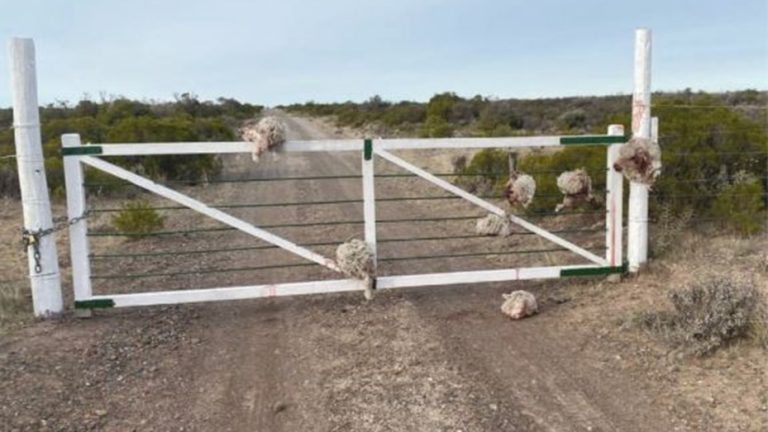 Lee más sobre el artículo Chubut: robaron ovejas y dejaron las cabezas en una tranquera