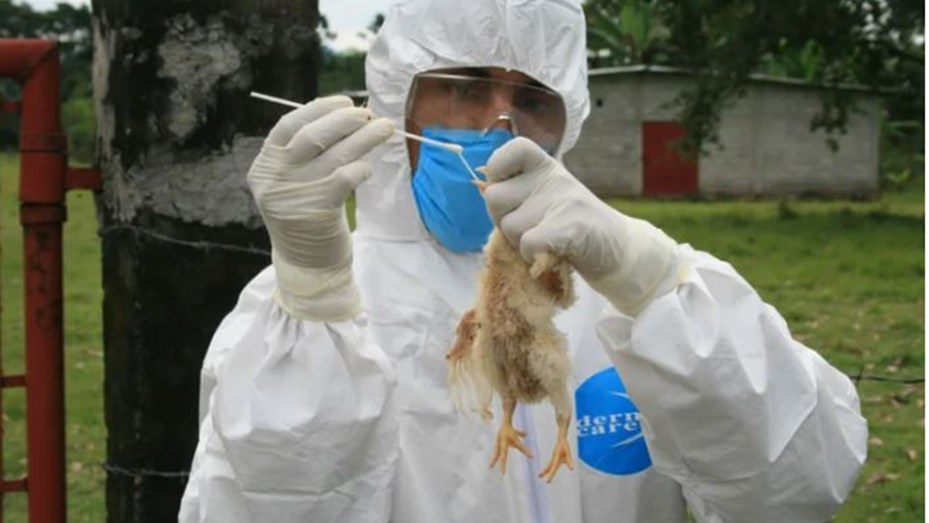 Read more about the article Alerta en México: Detectan primer caso de gripe aviar AH5N1