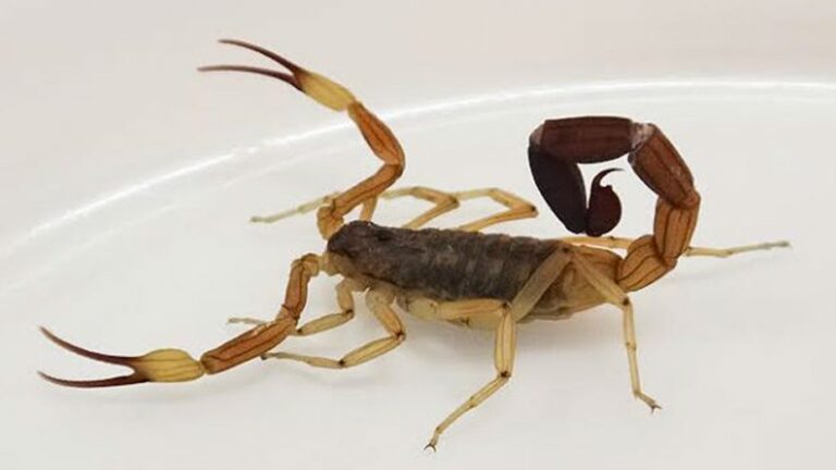 Lee más sobre el artículo Internaron a siete menores por picaduras de alacranes en Santa Fe: dos están graves