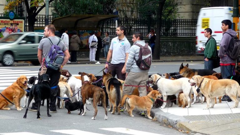 Lee más sobre el artículo Presentaron un proyecto de Ley para “sacar de la informalidad” a 100 mil trabajadores caninos