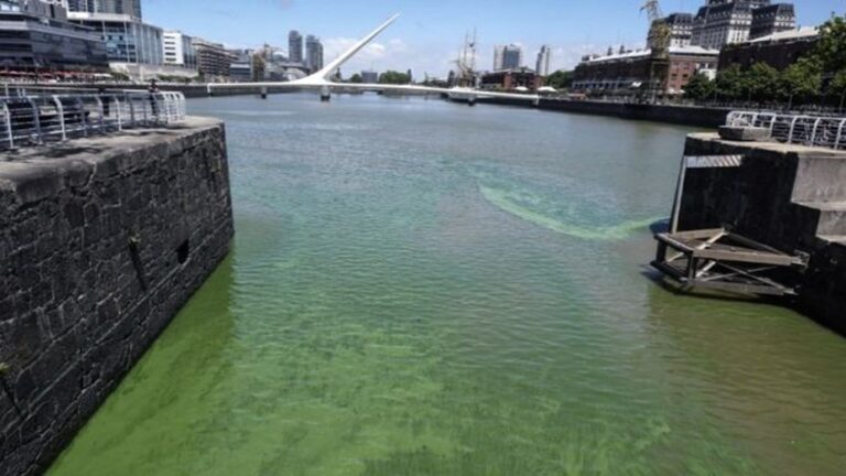 Lee más sobre el artículo Alertan sobre la presencia de cianobacterias en el Río de la Plata