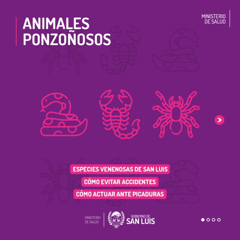 Lee más sobre el artículo Los accidentes con animales ponzoñosos generalmente suceden en verano