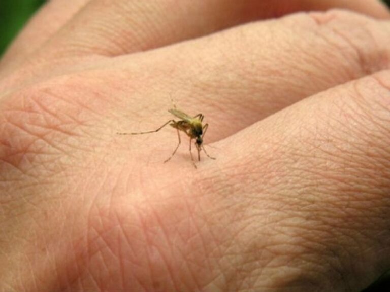 Lee más sobre el artículo Detectan el primer caso de dengue importado en San Luis