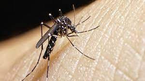 Read more about the article Confirmaron una muerte por dengue y 5.000 casos