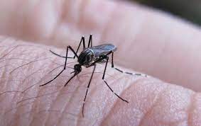 Read more about the article Se confirmaron más de 28 mil casos de dengue y piden reforzar los cuidados