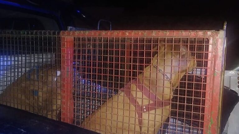 Lee más sobre el artículo Horror en La Falda: dos pitbull se metieron en el patio de su casa, la atacaron y quedó en terapia intensiva