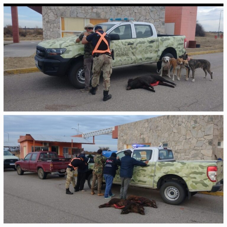 Lee más sobre el artículo Villa Mercedes: Cazadores furtivos demorados en distintos accionares policiales