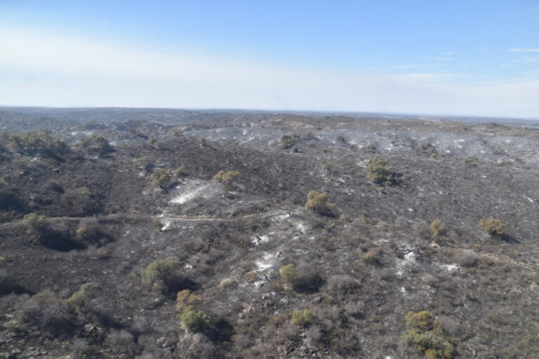 Lee más sobre el artículo Incendios forestales: no se detectaron focos activos