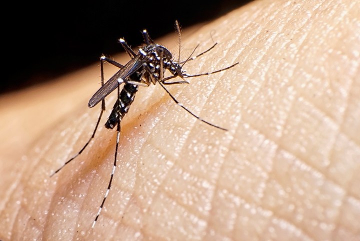 Read more about the article Analizan nuevos casos sospechosos de dengue en la provincia