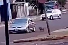 You are currently viewing Maltrato animal en Misiones: un hombre arrastró a su perro atado al auto