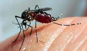 Read more about the article Se confirmaron más de 120 mil casos de dengue y 79 muertes en los últimos ocho meses