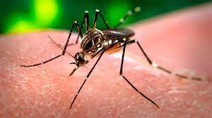 Read more about the article Aumenta la preocupación por el Dengue en San Luis