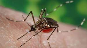 Read more about the article El brote de dengue sin freno: la Argentina alcanzó los 180 mil casos