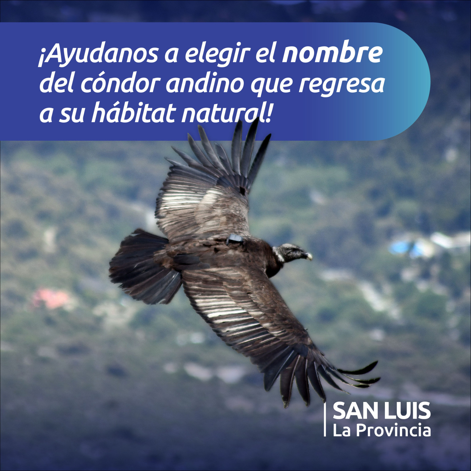You are currently viewing Liberación de un Cóndor en las Sierras de las Quijadas: ¡Participa en la Elección de su Nombre!
