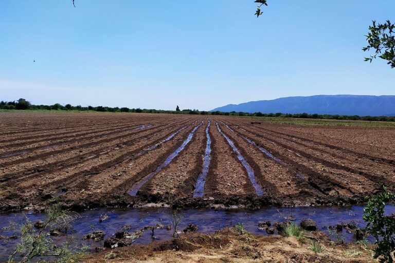 Lee más sobre el artículo Comienza la inscripción de Intención de Siembra Temporada Otoño – Invernal 2024