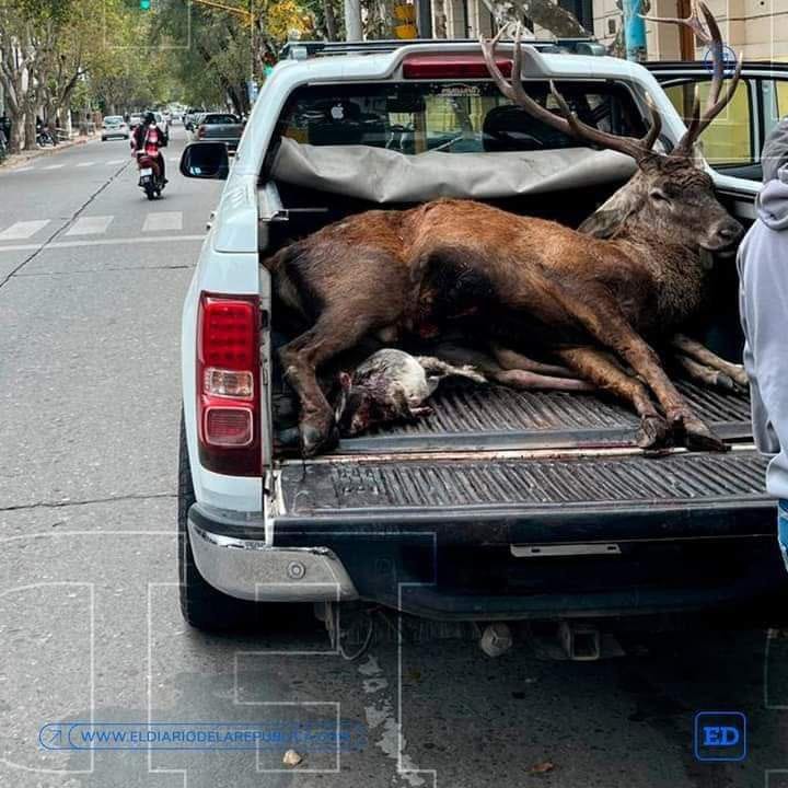 Read more about the article Vecinos de Villa Mercedes sorprendidos por la presencia de una camioneta transportando dos ciervos