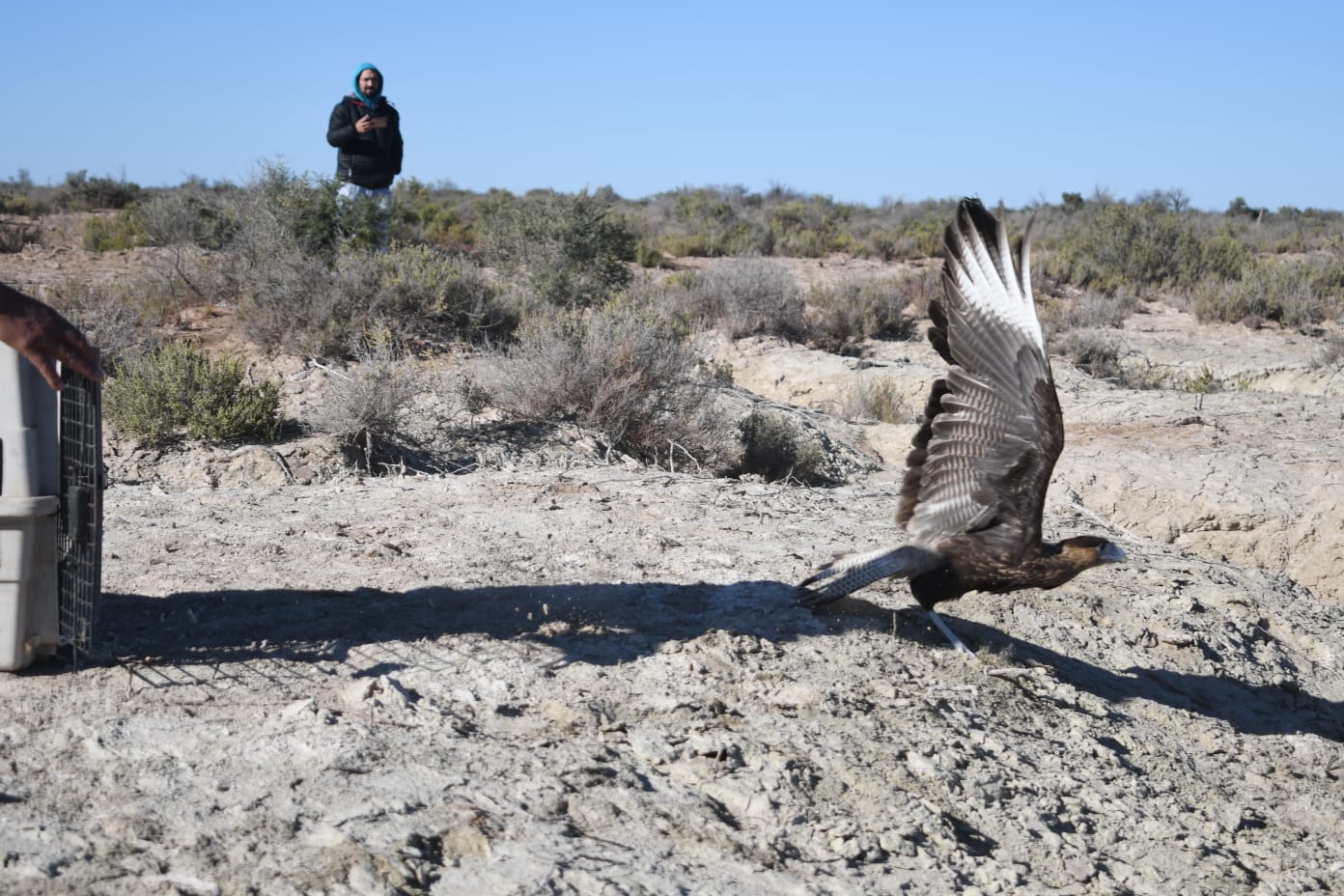 Lee más sobre el artículo Aves rescatadas vuelven a su hogar gracias a la colaboración entre Mendoza y San Luis