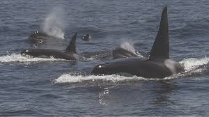 Lee más sobre el artículo Orcas hundieron un velero en el estrecho de Gibraltar