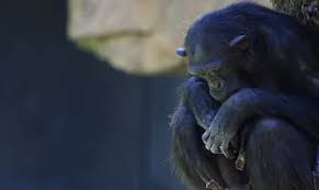 Lee más sobre el artículo Una chimpancé lleva meses con su cría muerta en un zoológico español