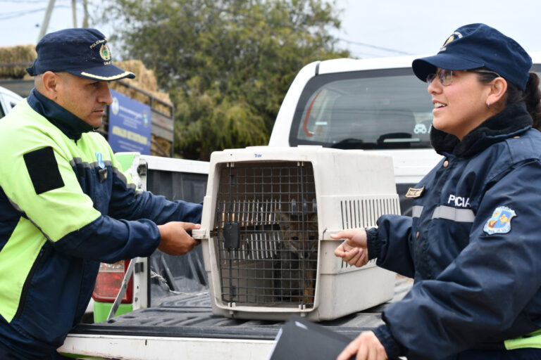 Lee más sobre el artículo Rescatan a un zorro gris en pleno centro de la Ciudad de San Luis