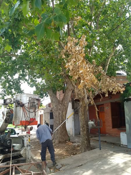 Lee más sobre el artículo Atención a emergencias por ramas caídas en el barrio Independencia