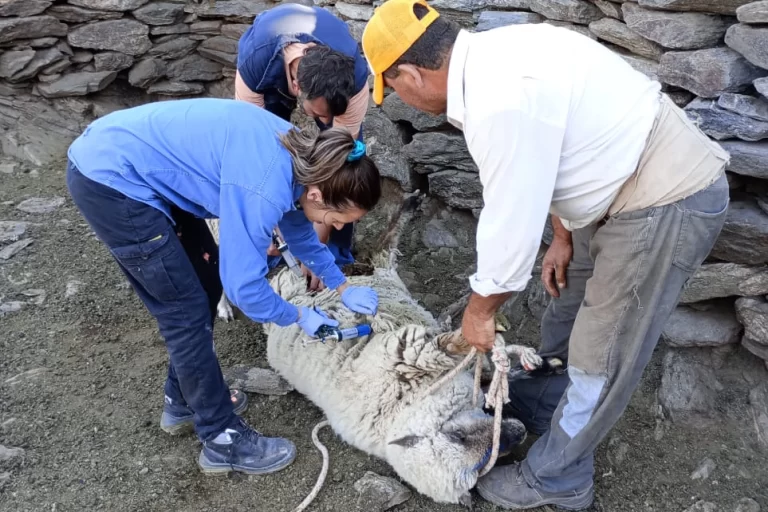 Lee más sobre el artículo Asistencia sanitaria en el sector rural de San Luis: fortalecen la producción agropecuaria