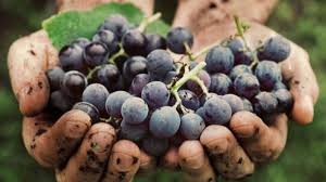 Lee más sobre el artículo La Argentina es el noveno consumidor mundial de vinos y ya exporta casi US$ 1.000 millones anuales