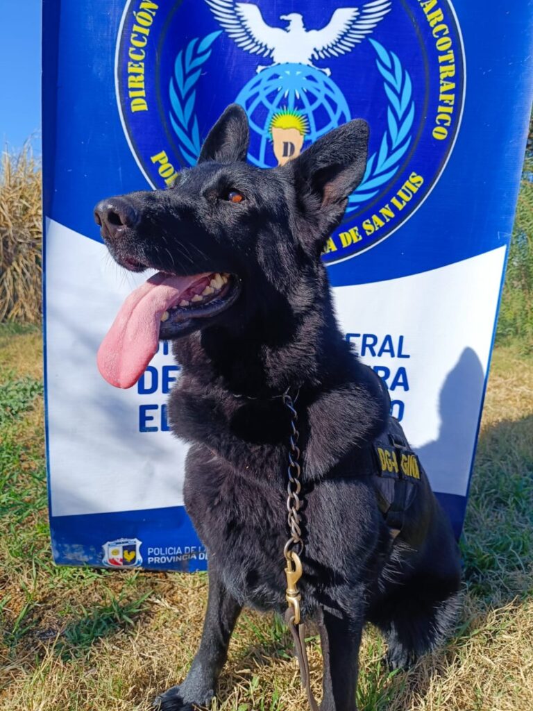 Lee más sobre el artículo Villa Mercedes: Gina, la perra policía que detectó casi $8 millones en marihuana durante un operativo