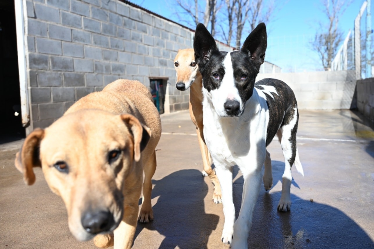 Lee más sobre el artículo Este invierno, regalá amor: decenas de perritos esperan un hogar en el Refugio Municipal