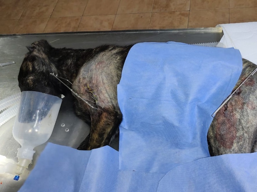 Lee más sobre el artículo Maly necesita un hogar para continuar su recuperación