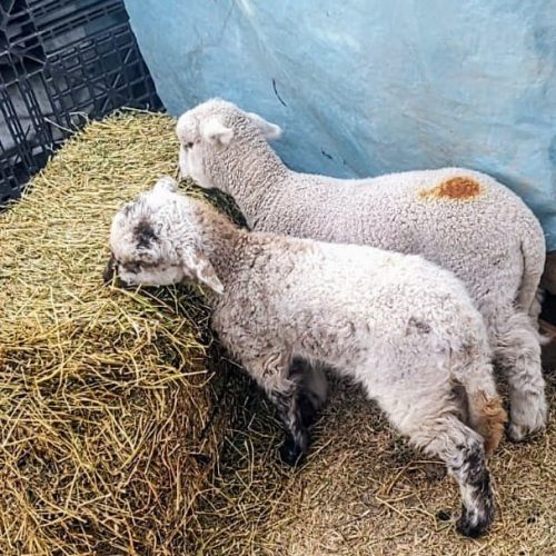 Lee más sobre el artículo Villa Mercedes: la Policía recuperó dos corderos robados de la Escuela Agraria